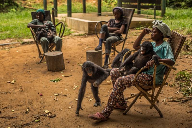 Símios africanos em risco