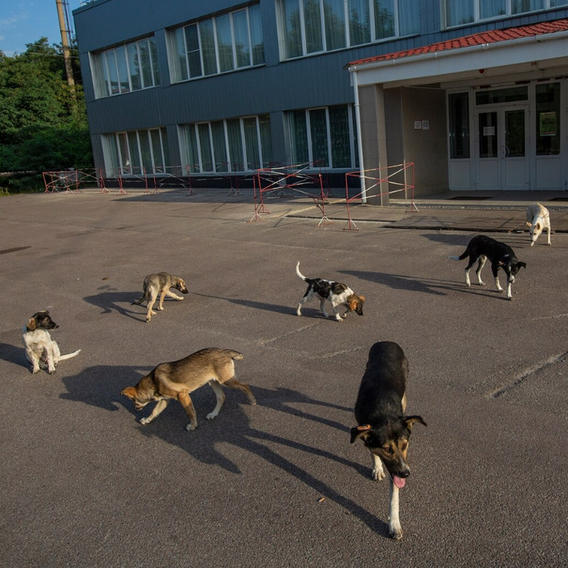 O que podemos aprender com os cães vadios de Chernobyl