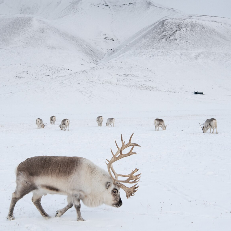 Fotogaleria: Um ano de extremos em Svalbard