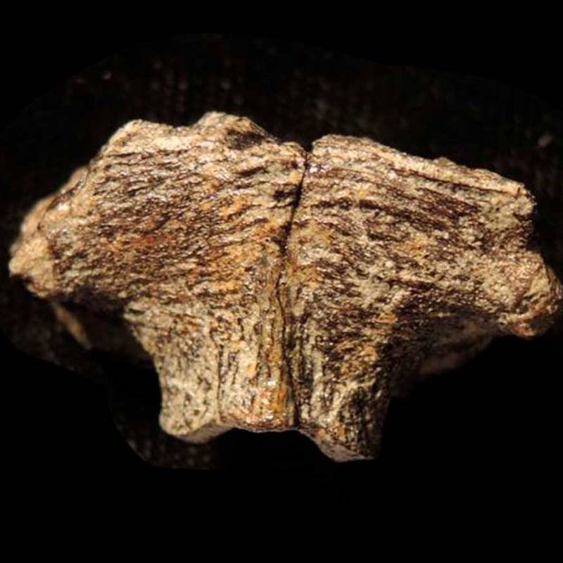 Vestígios de DNA fóssil descobertos em crânio de dinossauro