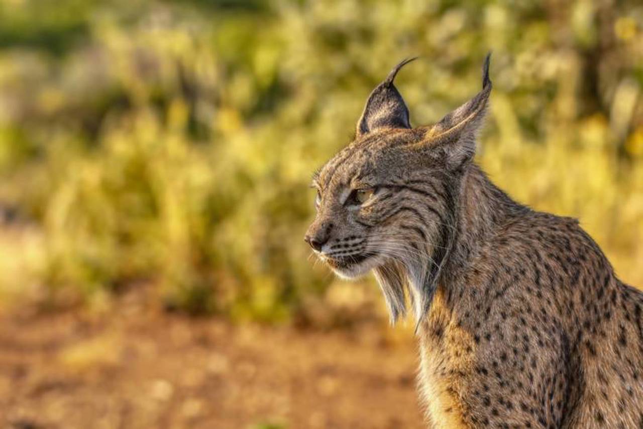 Lince Ibérico