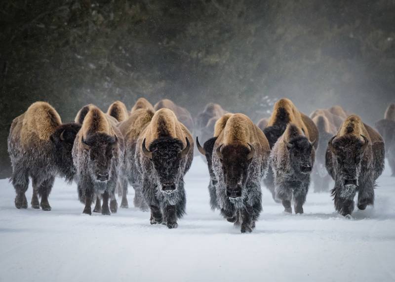 Manada de Búfalos no Parque Nacional de Yellowstone