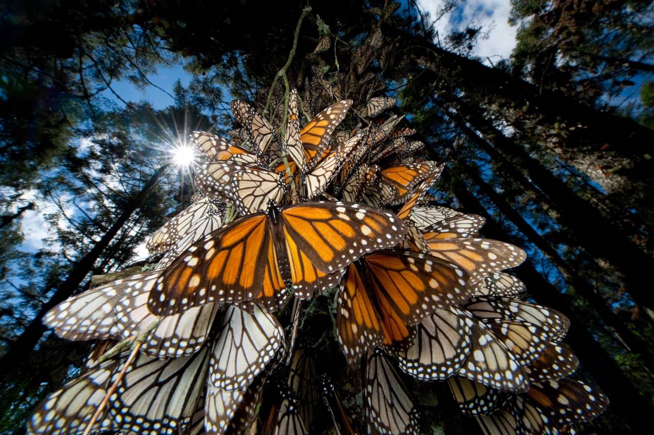 Borboleta-monarca: As suas pintas poderão ser o seu superpoder