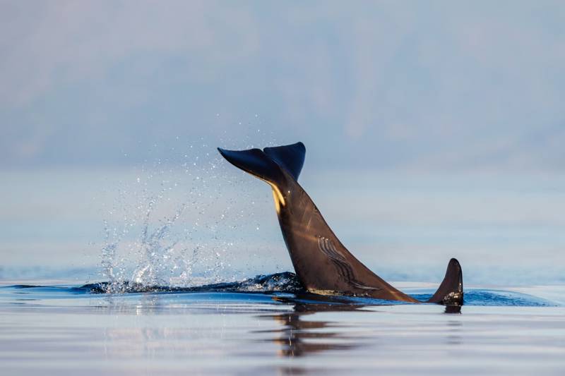 A menopausa é muito rara entre os animais. Saiba porque acontece às orcas.