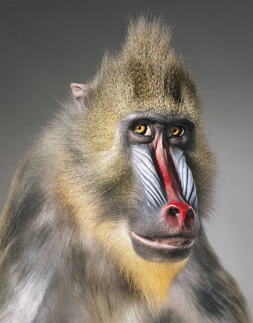 maiores grupos sociais de primatas não-humanos