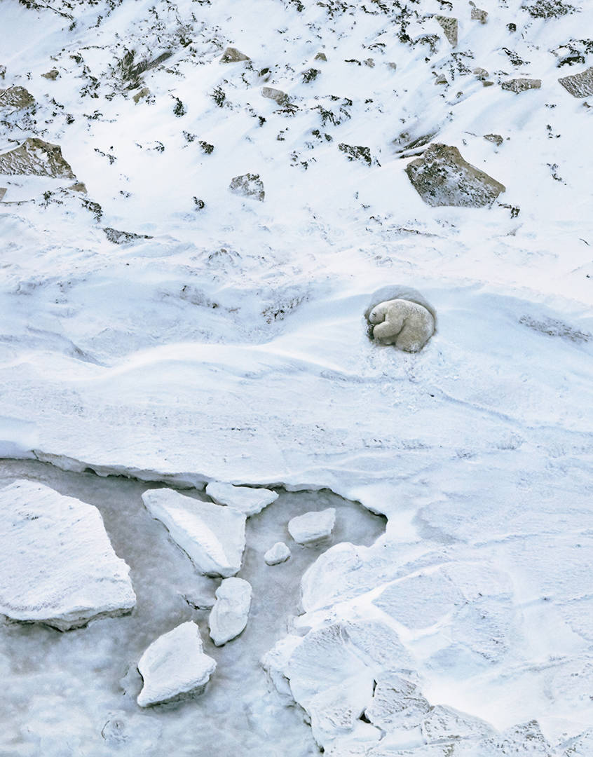 Os ursos polares dependem do gelo marinho para capturarem as suas presas.