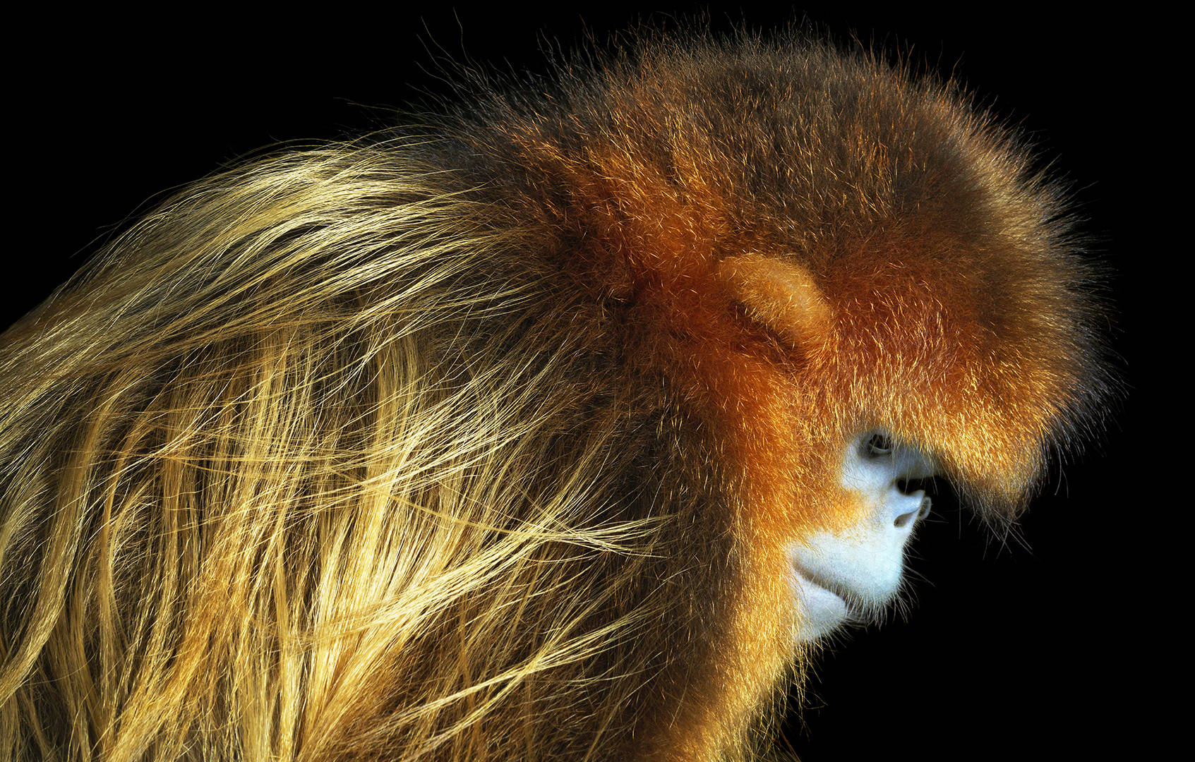 Macaco-dourado-de-nariz-arrebitado