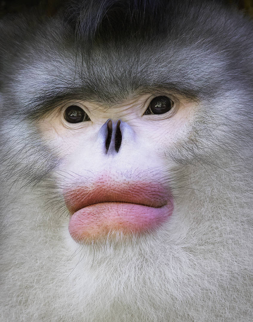 Os cientistas descobriram os macacos-pretos-de-nariz-arrebitado de Yunnan na década de 1890, mas estes caíram rapidamente no esquecimento e pensava-se que se tinham extinguido até à descoberta de um indivíduo em 1962.