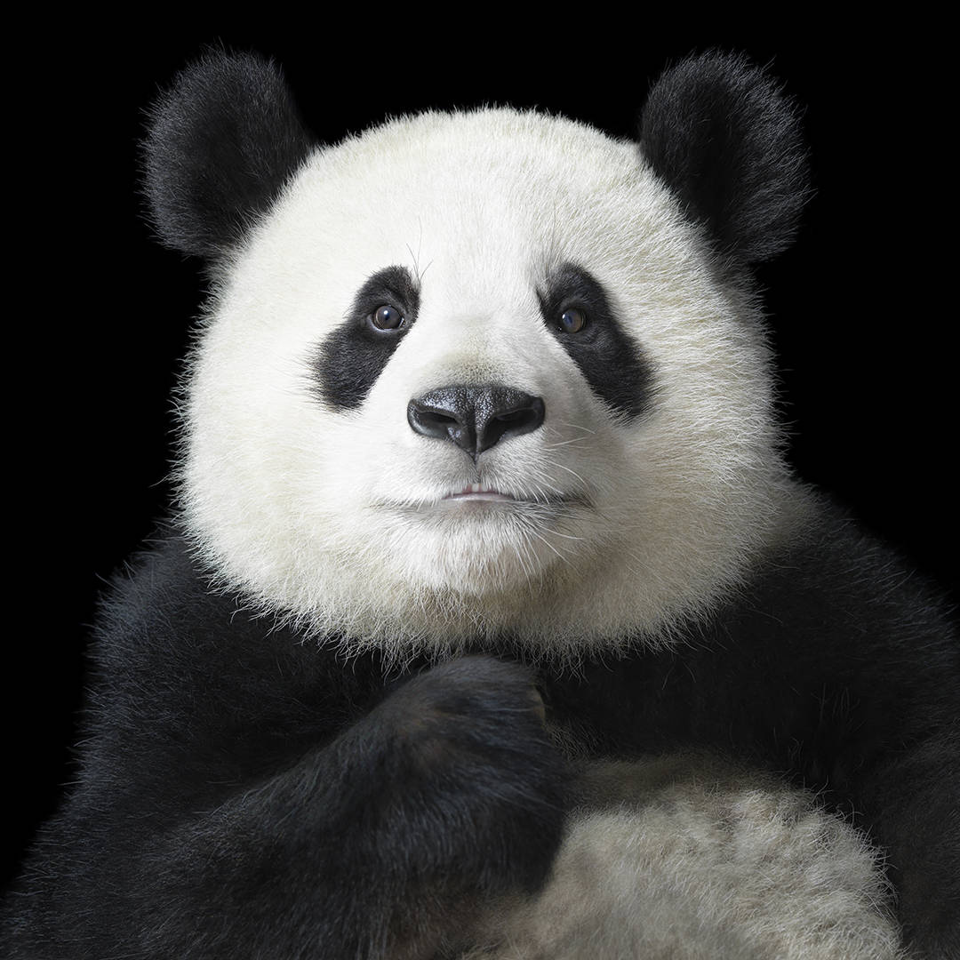 Na década de 1980, o governo chinês lançou uma das maiores e mais dispendiosas campanhas de conservação da história para salvar o panda gigante. A caça furtiva foi proibida, as florestas foram protegidas e a difícil situação do panda foi reconhecida internacionalmente. Este esforço acabou por resultar num aumento da população selvagem do panda gigante e, em 2016, a espécie foi finalmente classificada como vulnerável.