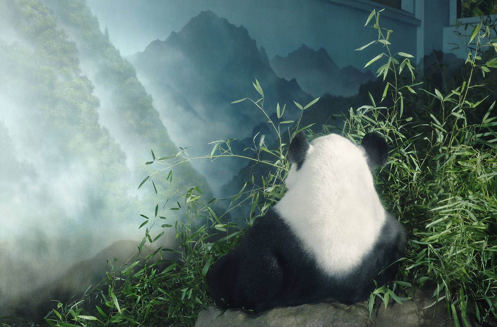 Com efeito, o futuro do panda gigante continua a ser precário. Existem, actualmente, apenas cerca de 20.000 indivíduos na natureza, dispersos por várias populações isoladas.