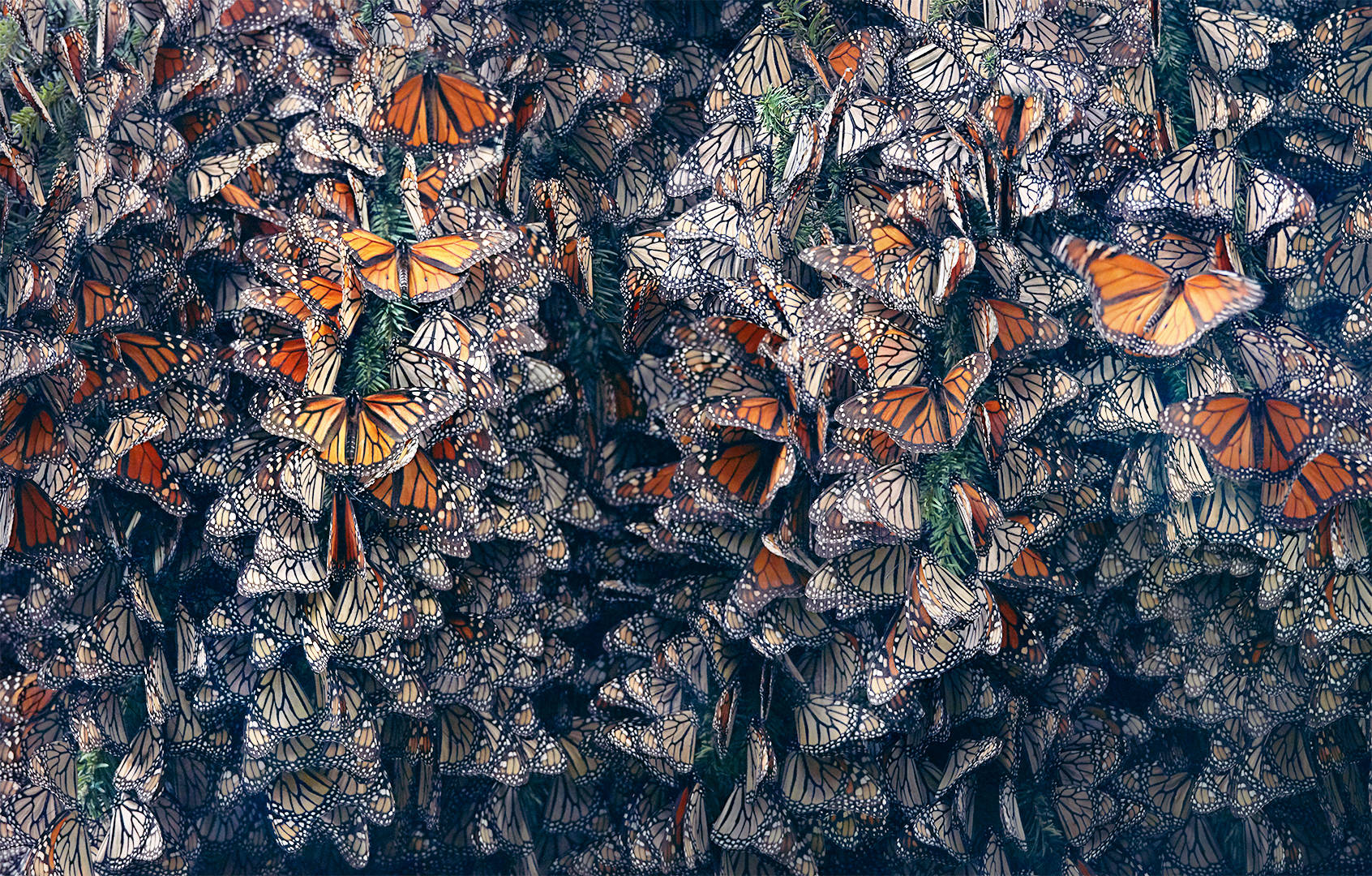 As borboletas monarca alimentam-se de asclépias, uma planta tóxica que as torna venenosas para potenciais predadores. No entanto, os herbicidas estão a destruir milhões de hectares desta fonte de alimento essencial para as borboletas a cada ano que passa. 
