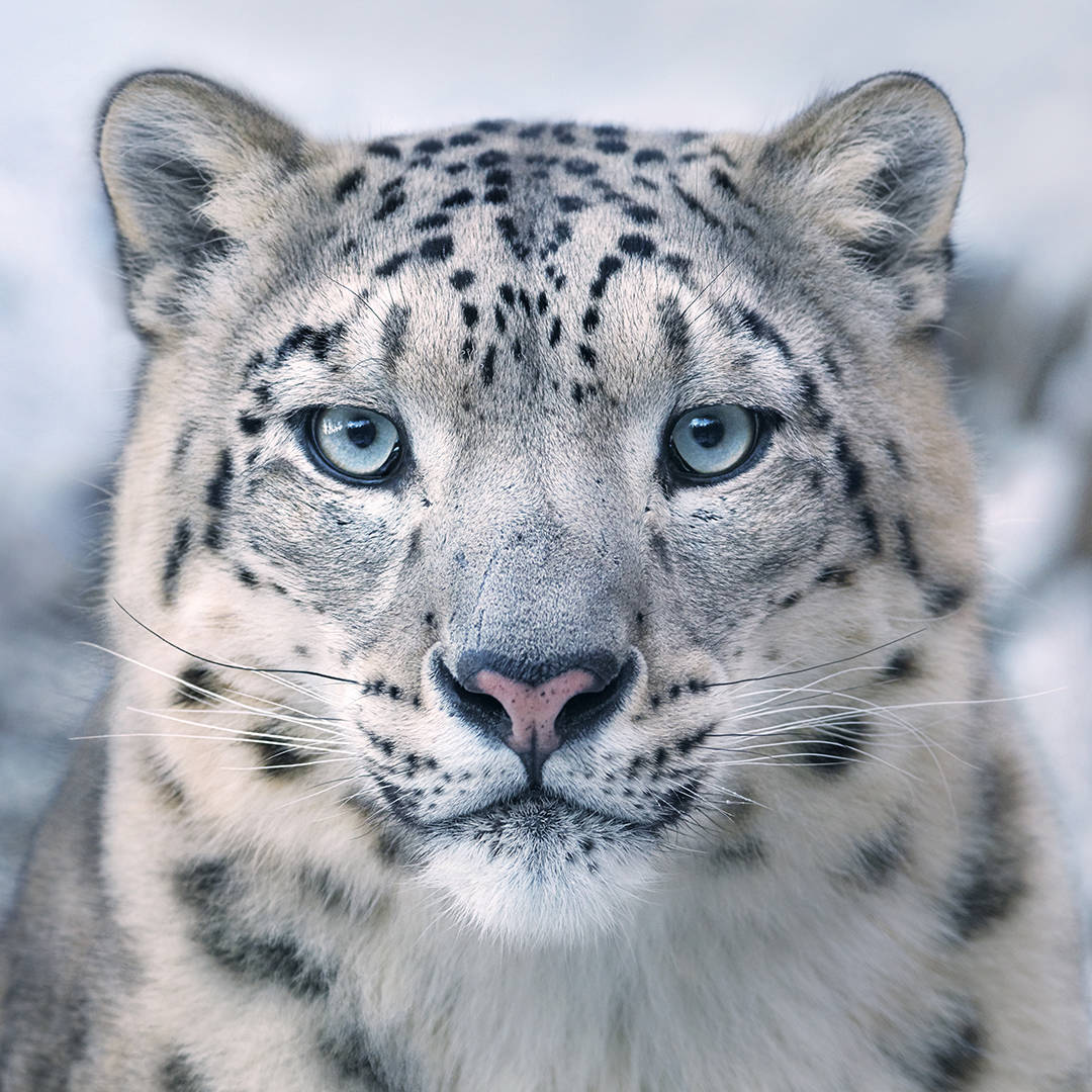 Os leopardos das neves, escondidos nas montanhas áridas da Ásia Central, são conhecidos como um dos felinos mais esquivos do mundo. Em 2016, uma investigação realizada com tecnologia de rastreio por GPS demonstrou que um leopardo das neves precisa de até 207 quilómetros quadrados de território para sobreviver, o que significa que quase 40 por cento das áreas protegidas do seu habitat são demasiado pequenas para manter um único casal em idade reprodutiva.