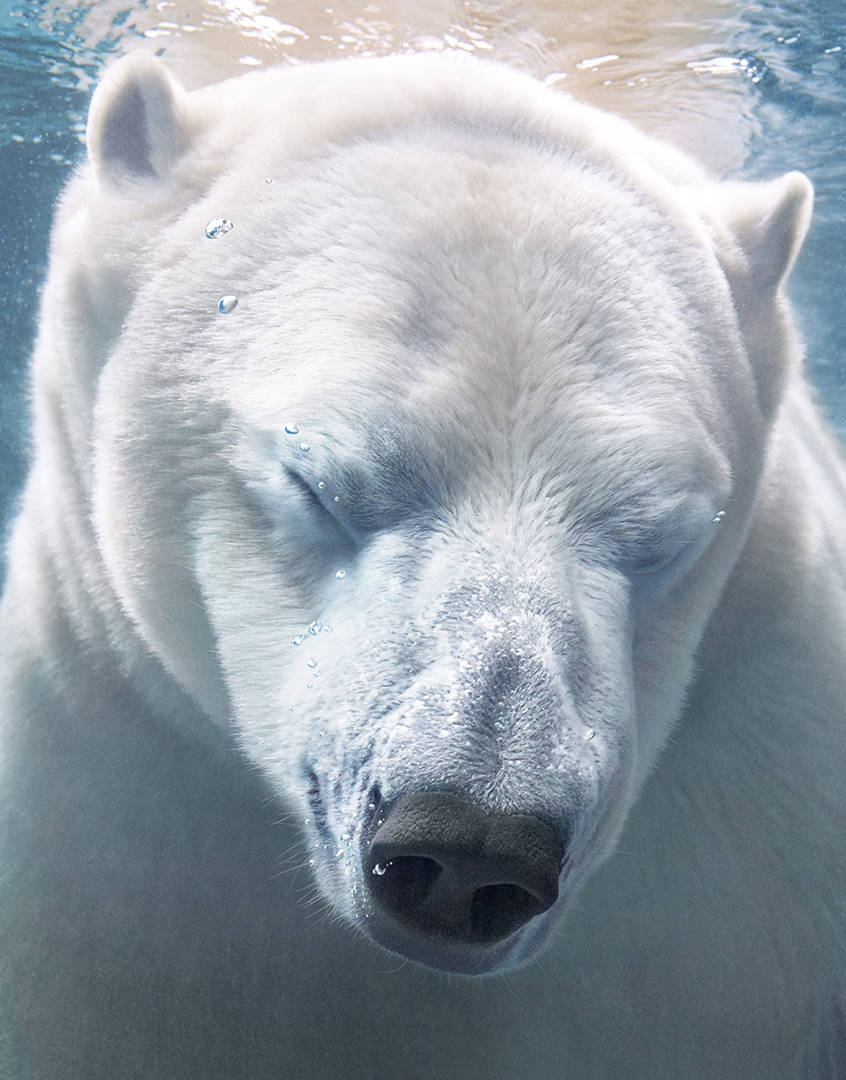 O Acordo de Paris foi assinado em 2015 para limitar o aquecimento antropogénico a um máximo de 2°C. Se os seus signatários o ratificarem e respeitar, poderá contribuir bastante para proteger tanto os ursos polares como os seres humanos do degelo e da subida do nível do mar.