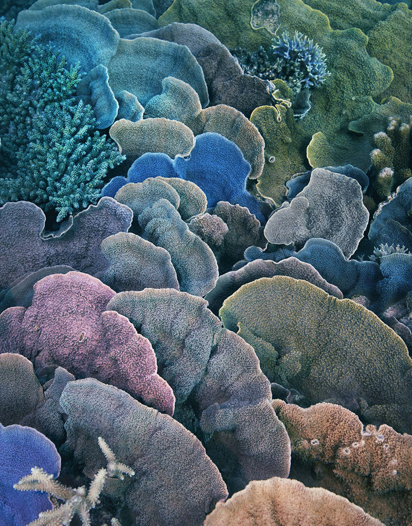 A estrutura do coral é composta, em grande parte, por zooxantelas, organismos fotossintéticos unicelulares que fornecem açúcares e aminoácidos ao coral em troca da sua segurança. À medida que a temperatura do mar aumenta, as zooxantelas abandonam os seus corais, deixando-os pálidos – um processo conhecido como “branqueamento”.