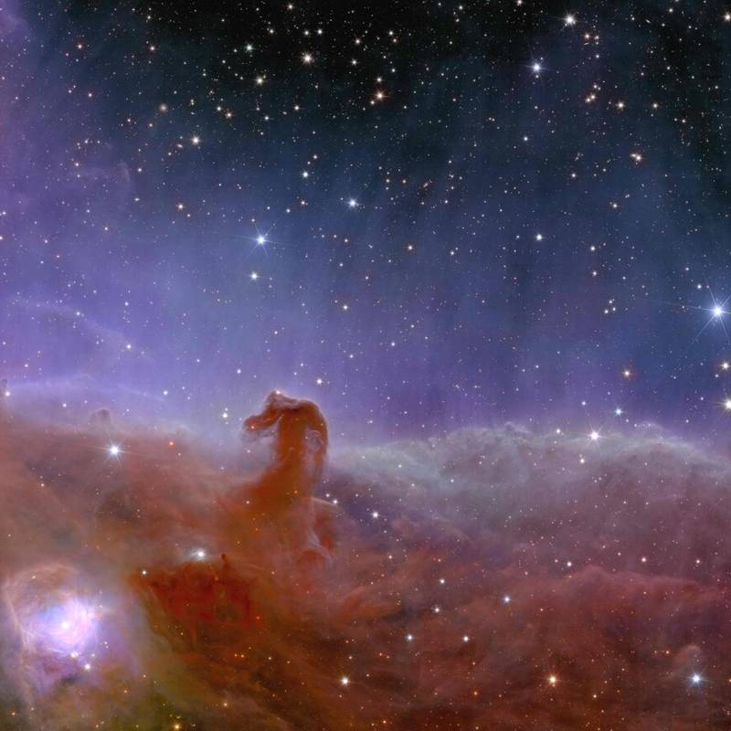 Euclid's View of the Horsehead Nebula