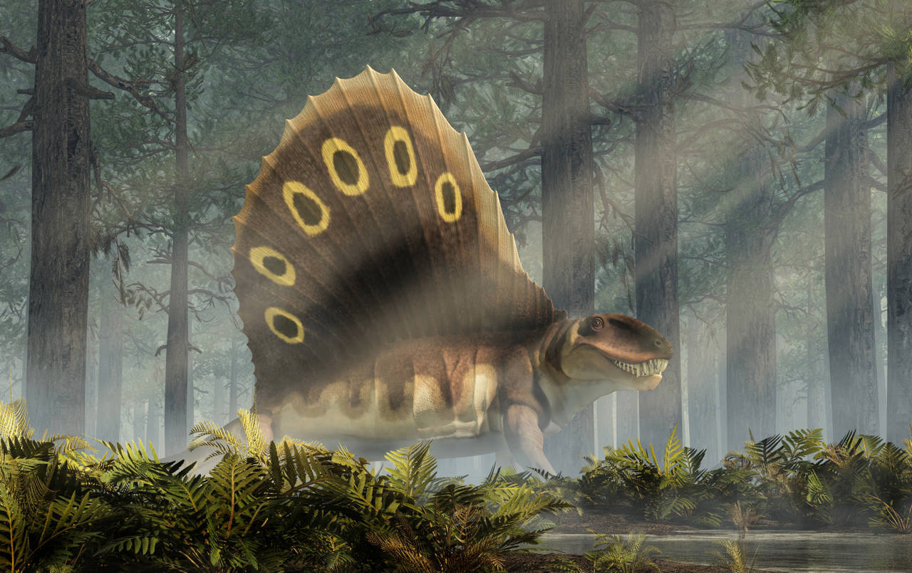 Dimetrodon, o animal pré-histórico que muitos confundem com um dinossauro