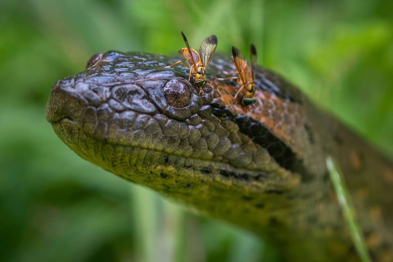 Revelado segredo sobre a cobra mais pesada do mundo