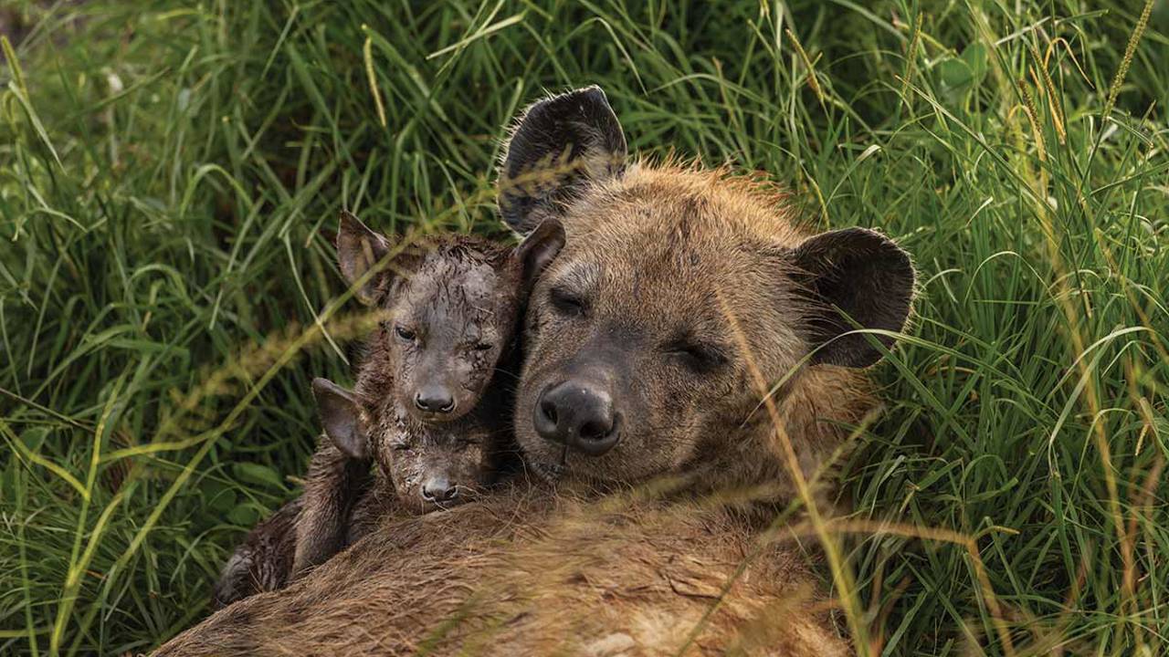 Entre as hienas-malhadas, as fêmeas ocupam o poder. 