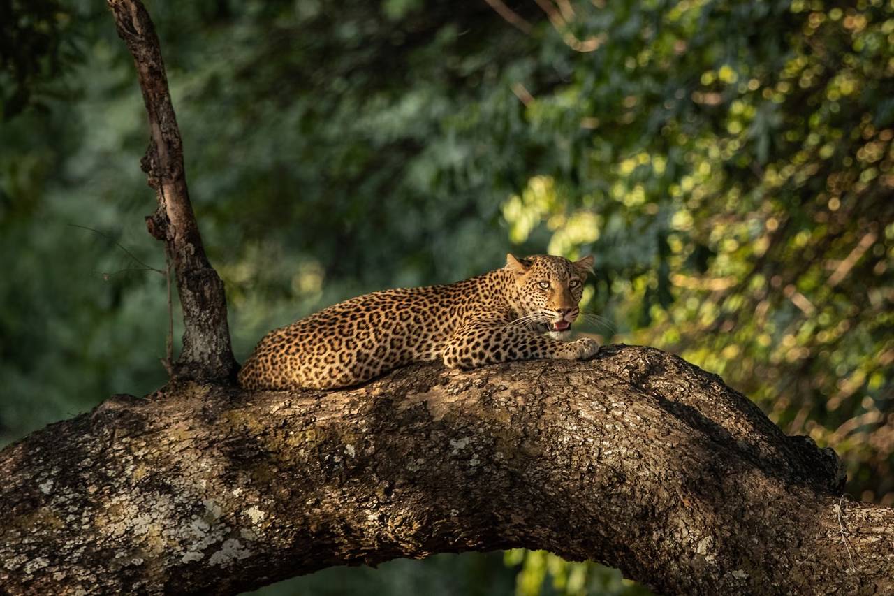 Atrever-se-ia a caminhar no “Vale do Leopardo” da Zâmbia?