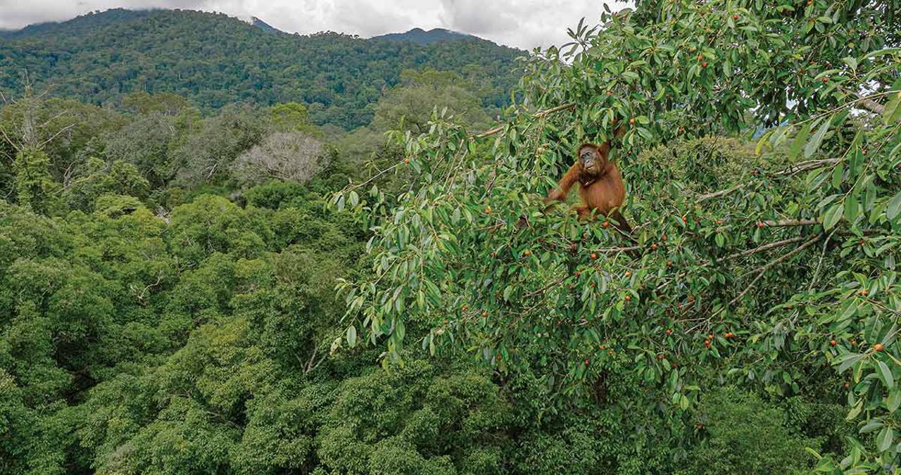 Gunung Palung: viagem ao coração verde e selvagem do Bornéu