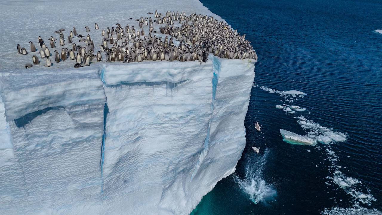 Pinguins-imperadores: O que os leva a saltar desta falésia?