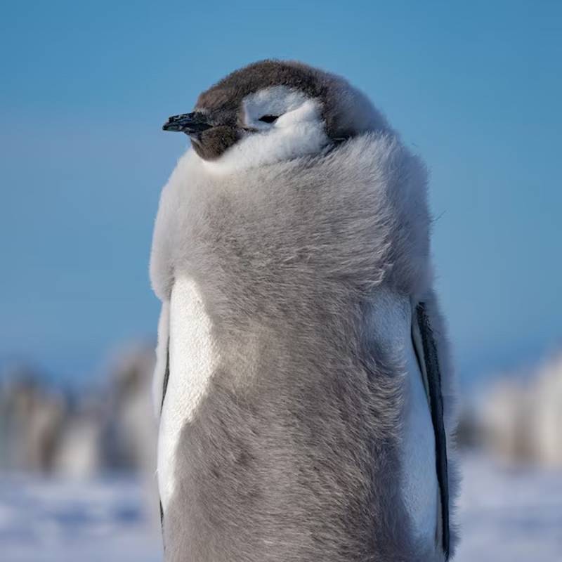 Pinguins-imperadores: O que os leva a saltar desta falésia?