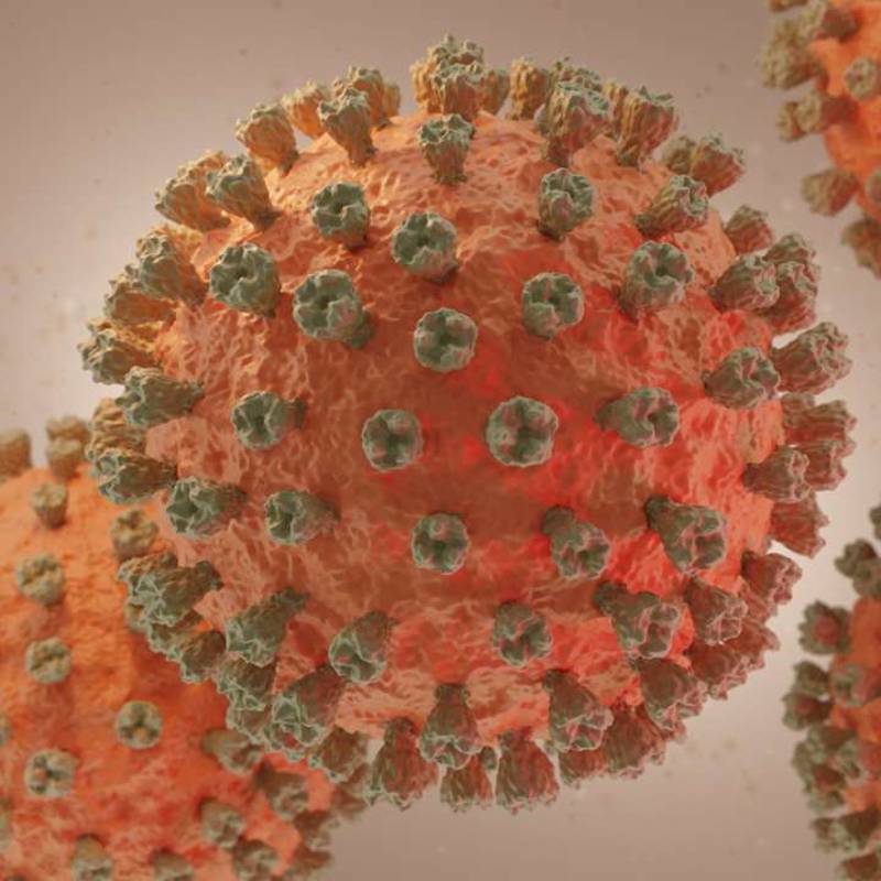 A OMS alerta para a possibilidade de transmissão da gripe aviária aos seres humanos