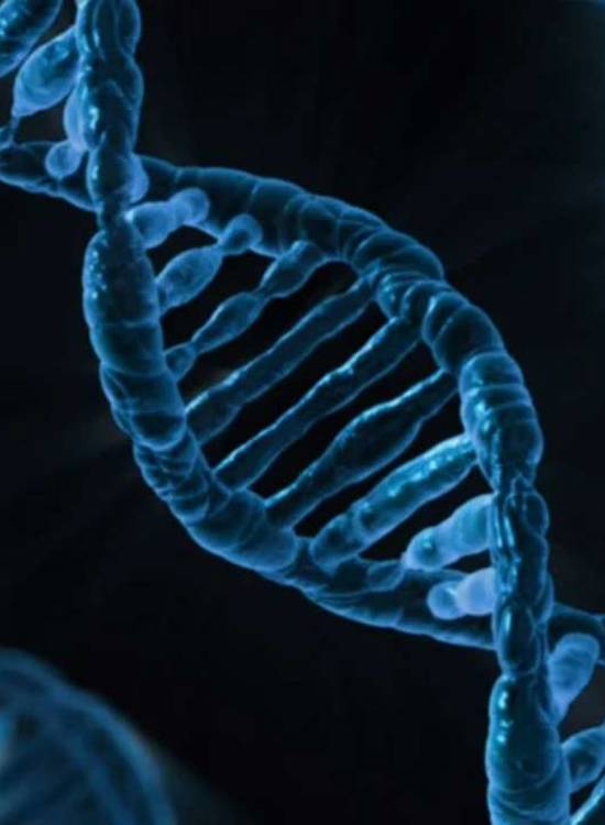 5 factos interessantes sobre o ADN que deve saber