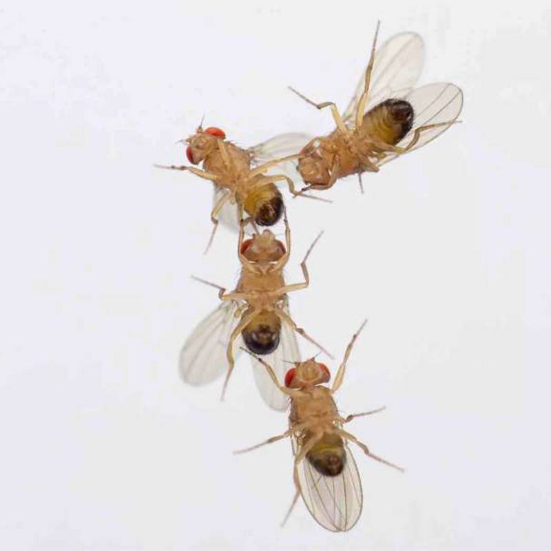 Porque as moscas macho tentam acasalar com outros machos? A culpa é do ozono
