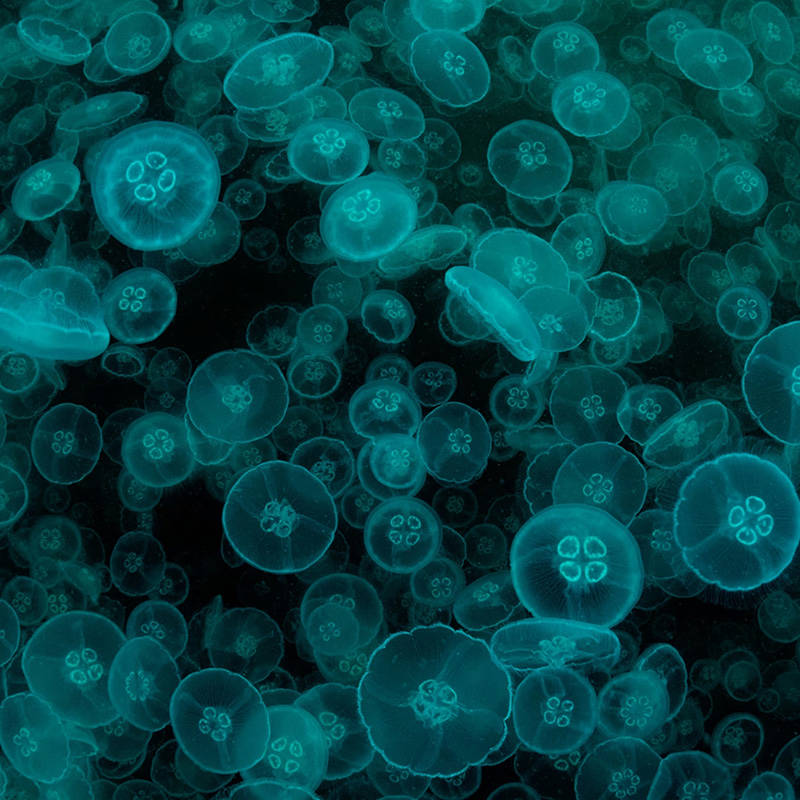 Quais os animais bioluminescentes mais antigos? Um novo estudo fornece uma pista.
