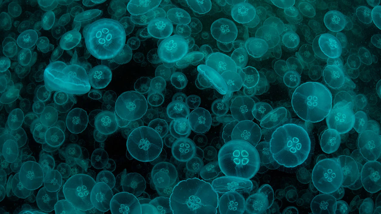 Quais os animais bioluminescentes mais antigos? Um novo estudo fornece uma pista.