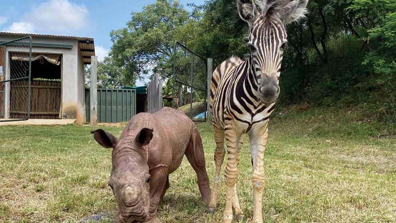 Porque faz esta amizade entre uma rinoceronte e uma zebra todo o sentido