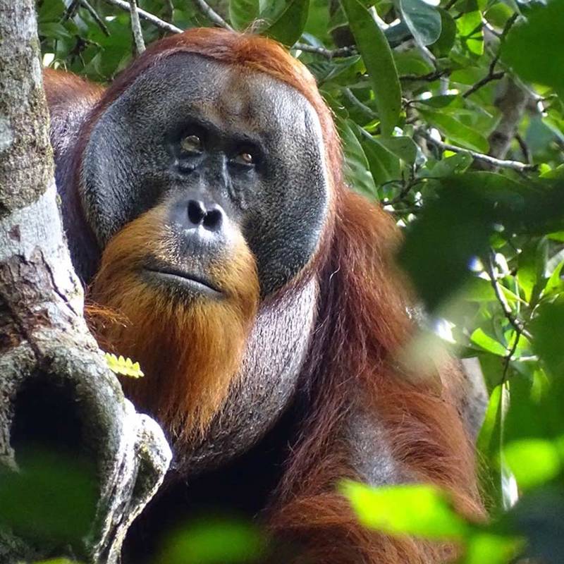 Orangotangos: O que podemos aprender com Rakus?