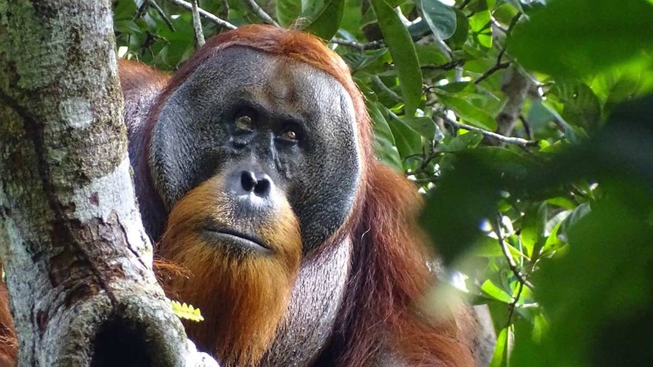 Orangotangos: O que podemos aprender com Rakus?