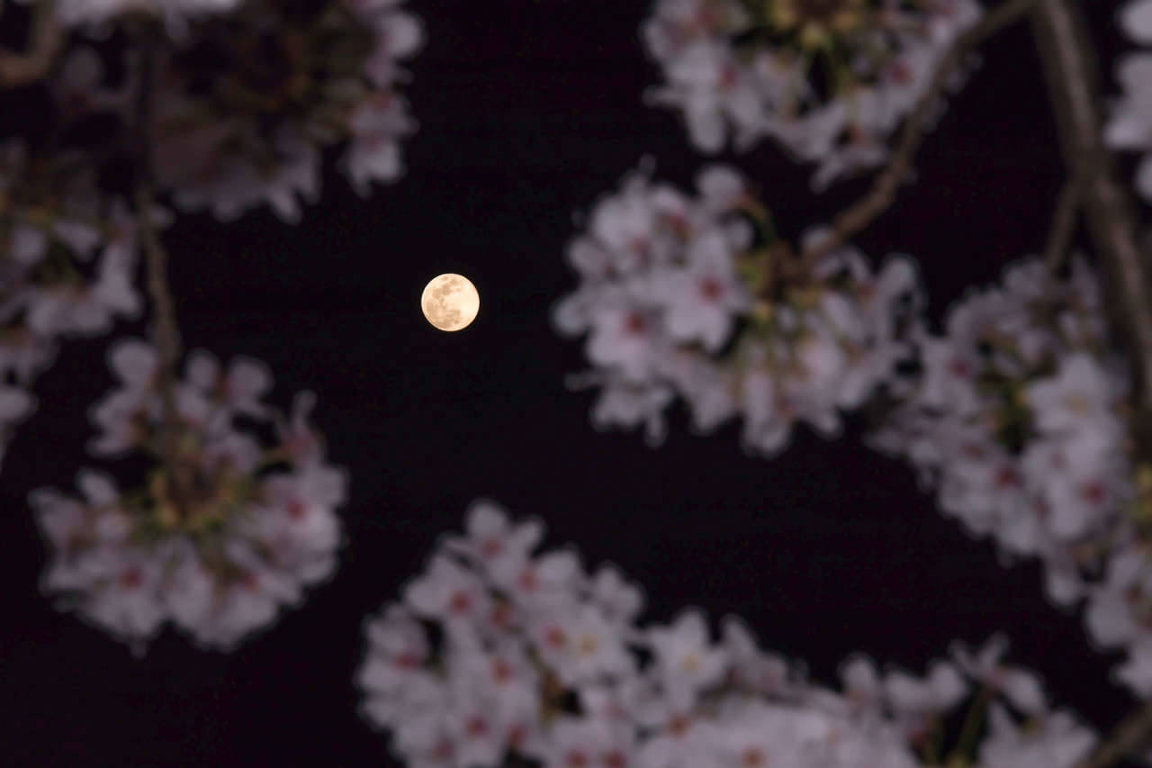 Lua das Flores: Saiba quando a pode ver e porque se chama assim