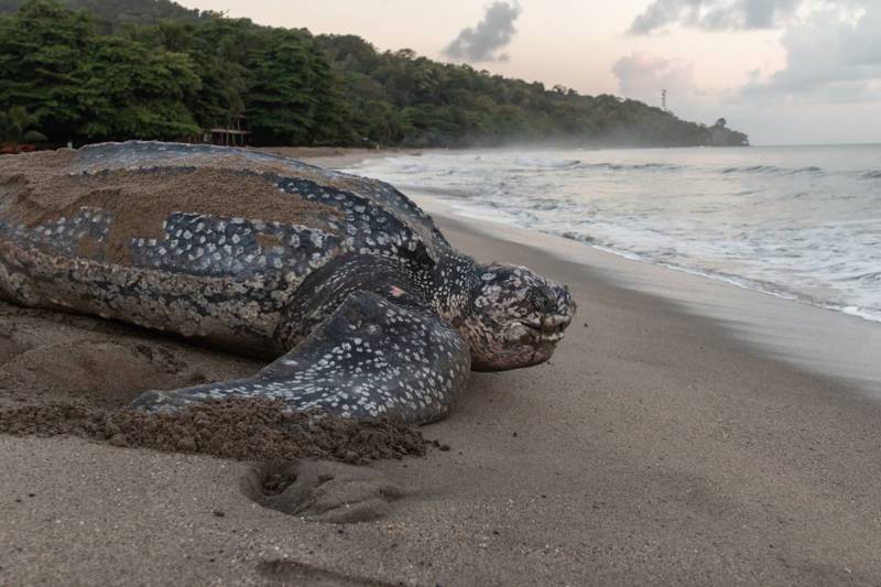 O que torna as tartarugas marinhas tão especiais