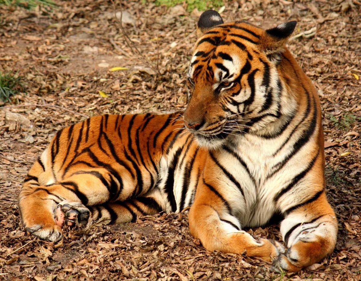 Fotogaleria: as 9 subespécies de tigre em imagens