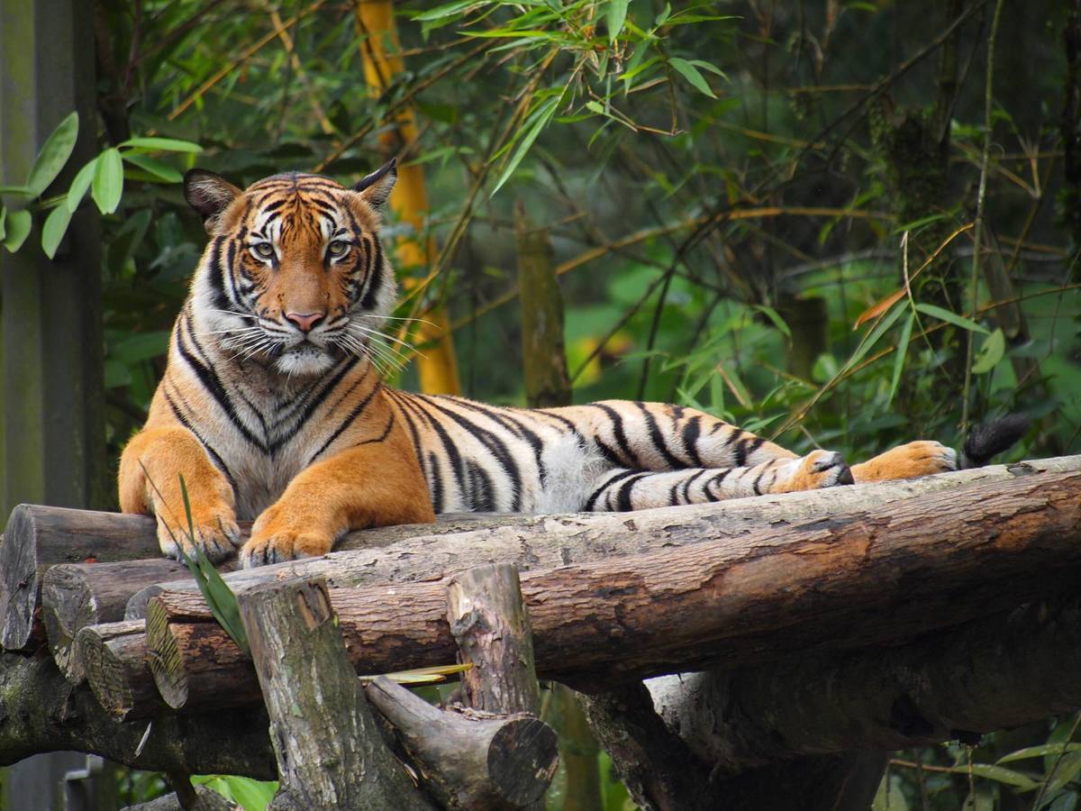 Fotogaleria: as 9 subespécies de tigre em imagens