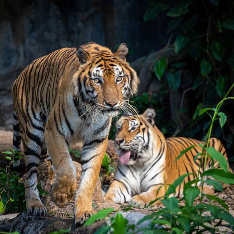 Reportagens e fotografias de Animais em vias de extinção na National ...