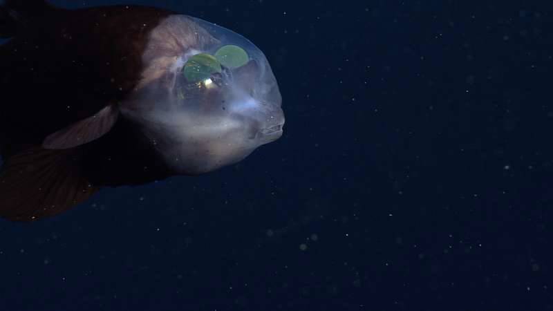 Cientistas do MBARI, na Califórnia, avistaram recentemente nove peixes de profundidade no oceano.