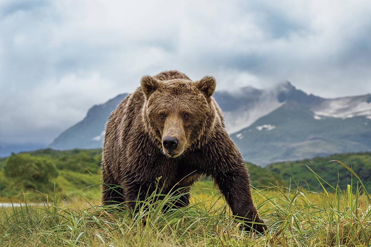 Bem-vindo ao paraíso do urso-pardo