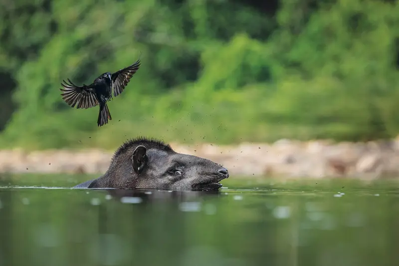 Tapir Rio Cabeceiras ocultas, ou a vida que as águas do rio Sécure encerra
