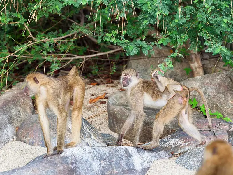 Nesta espécie de babuínos, fêmeas e machos têm relações amistosas ...