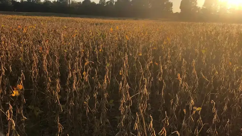 Soja