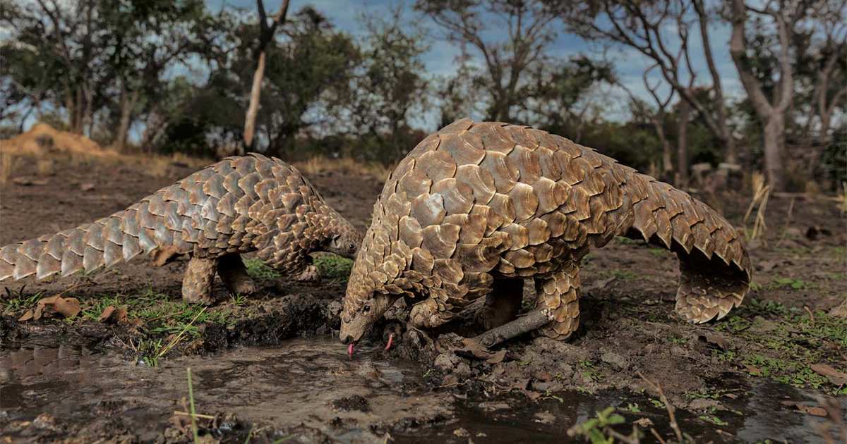 Pyndolin Rows O resgate dramático de pangolins poderá começar com uma única mensagem