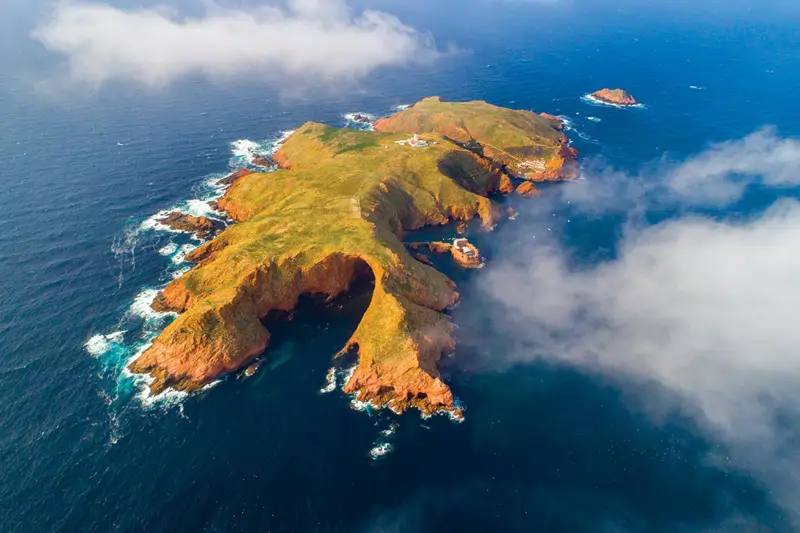 Berlenga grande