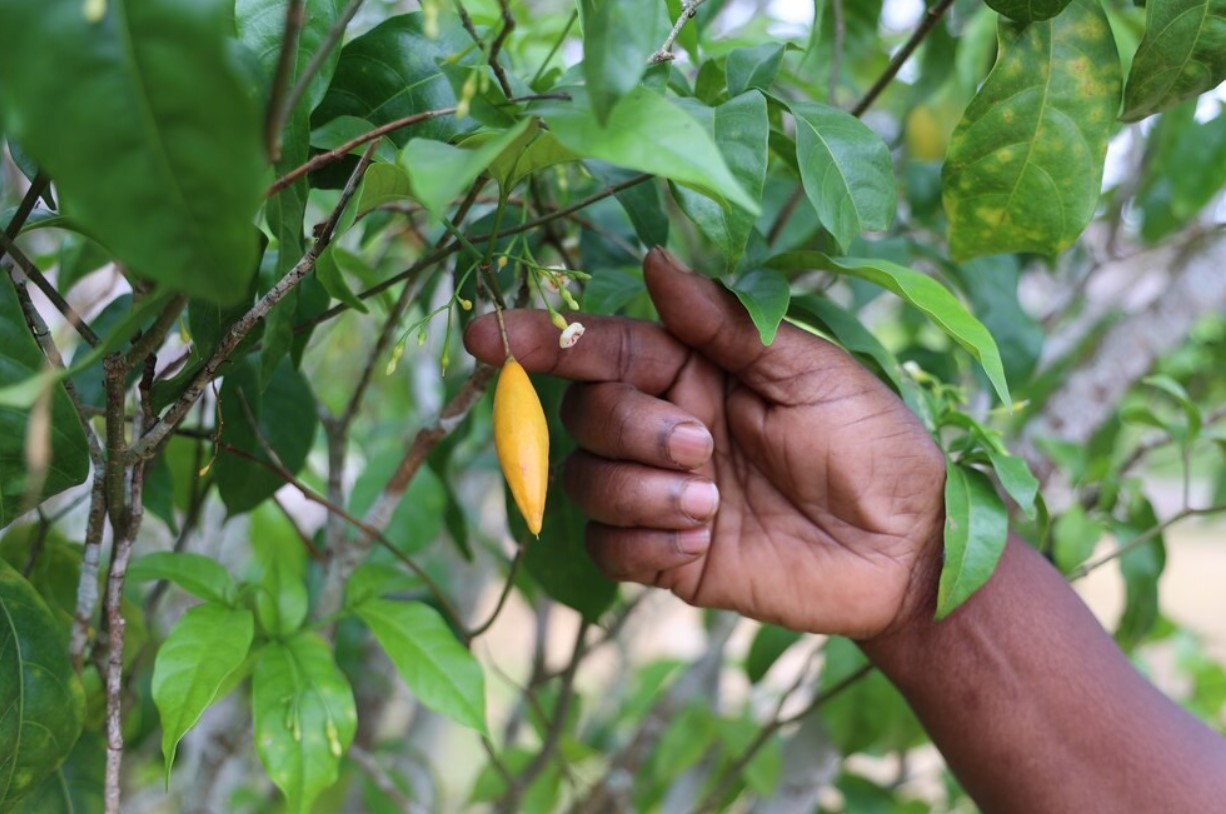 Esta planta psicoactiva pode salvar vidas – e todos querem tirar proveito  dela