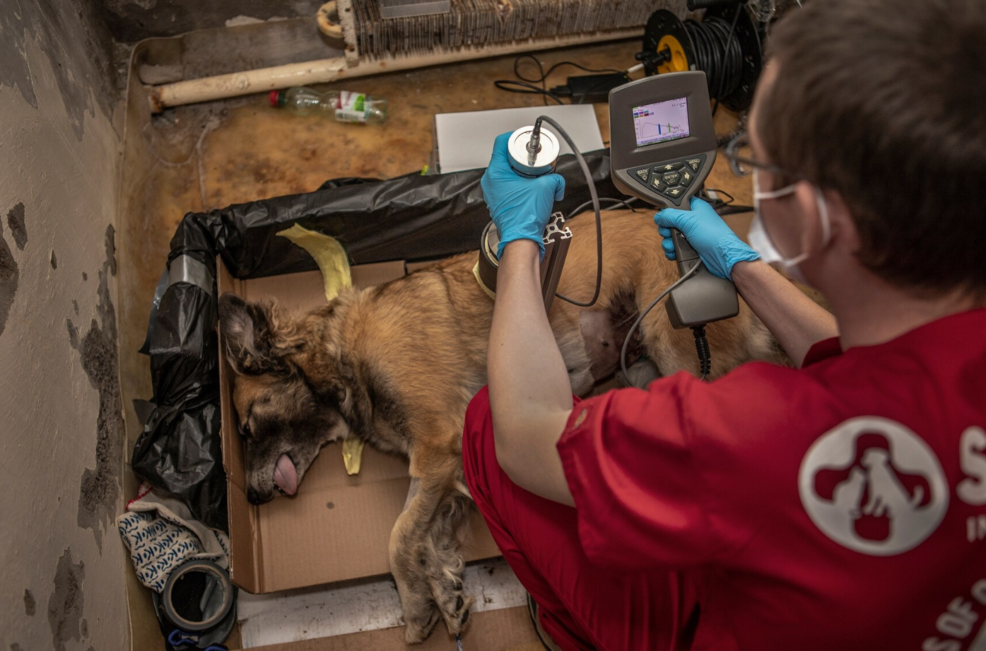 O que podemos aprender com os cães vadios de Chernobyl