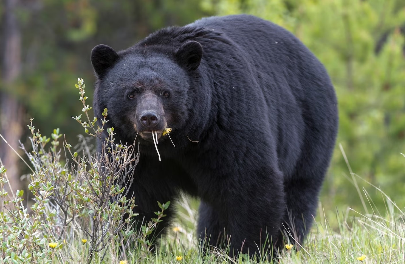 A história verídica por detrás de “O Urso do Pó Branco”