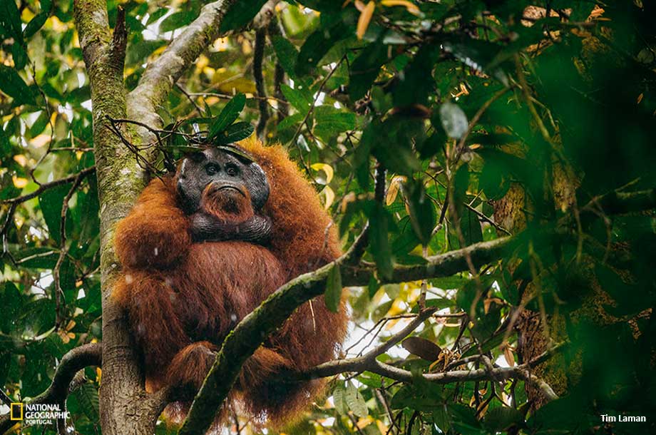 10 curiosidades sobre Orangotangos